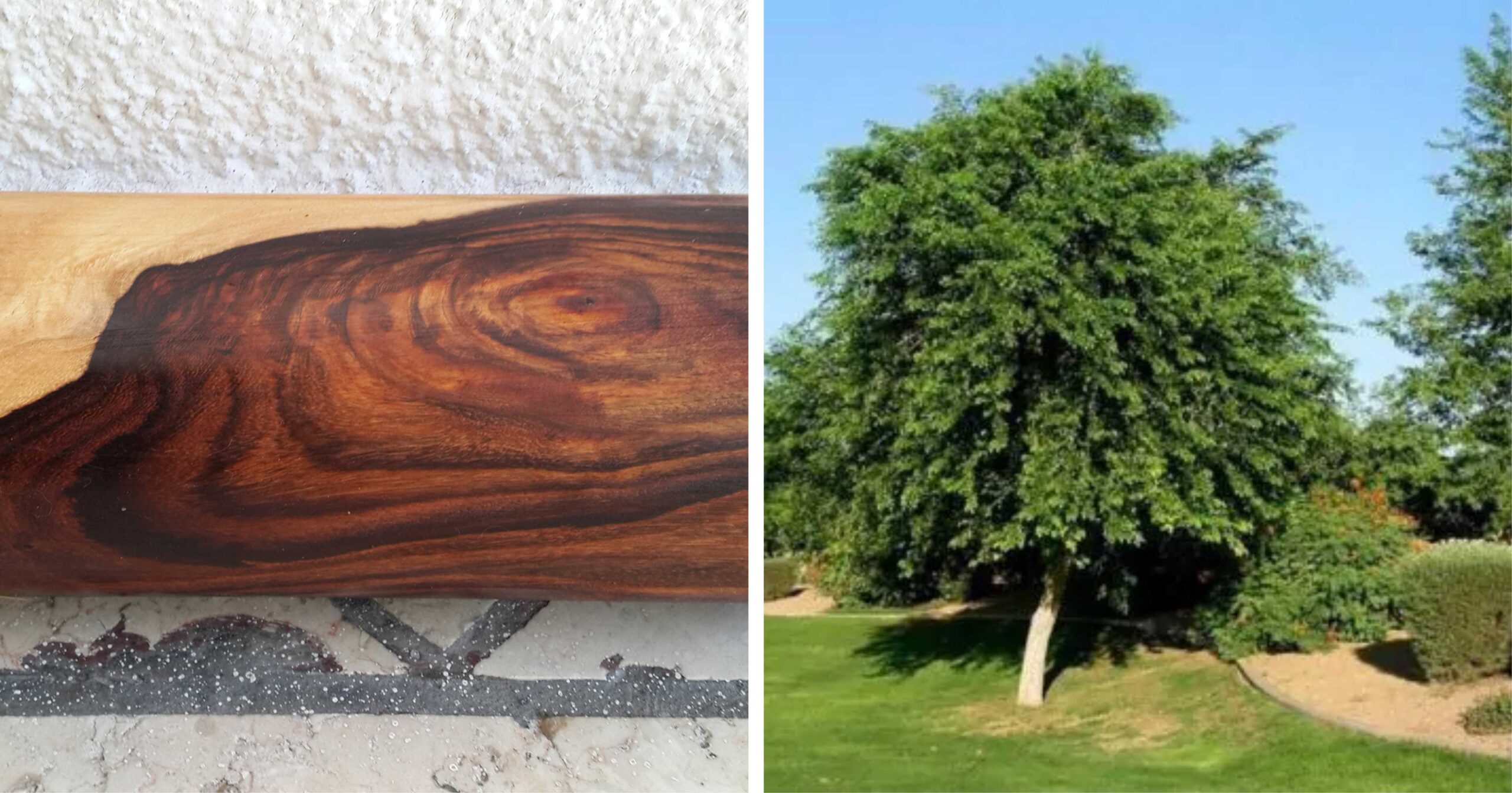 Sheesham wood (Sissoo)